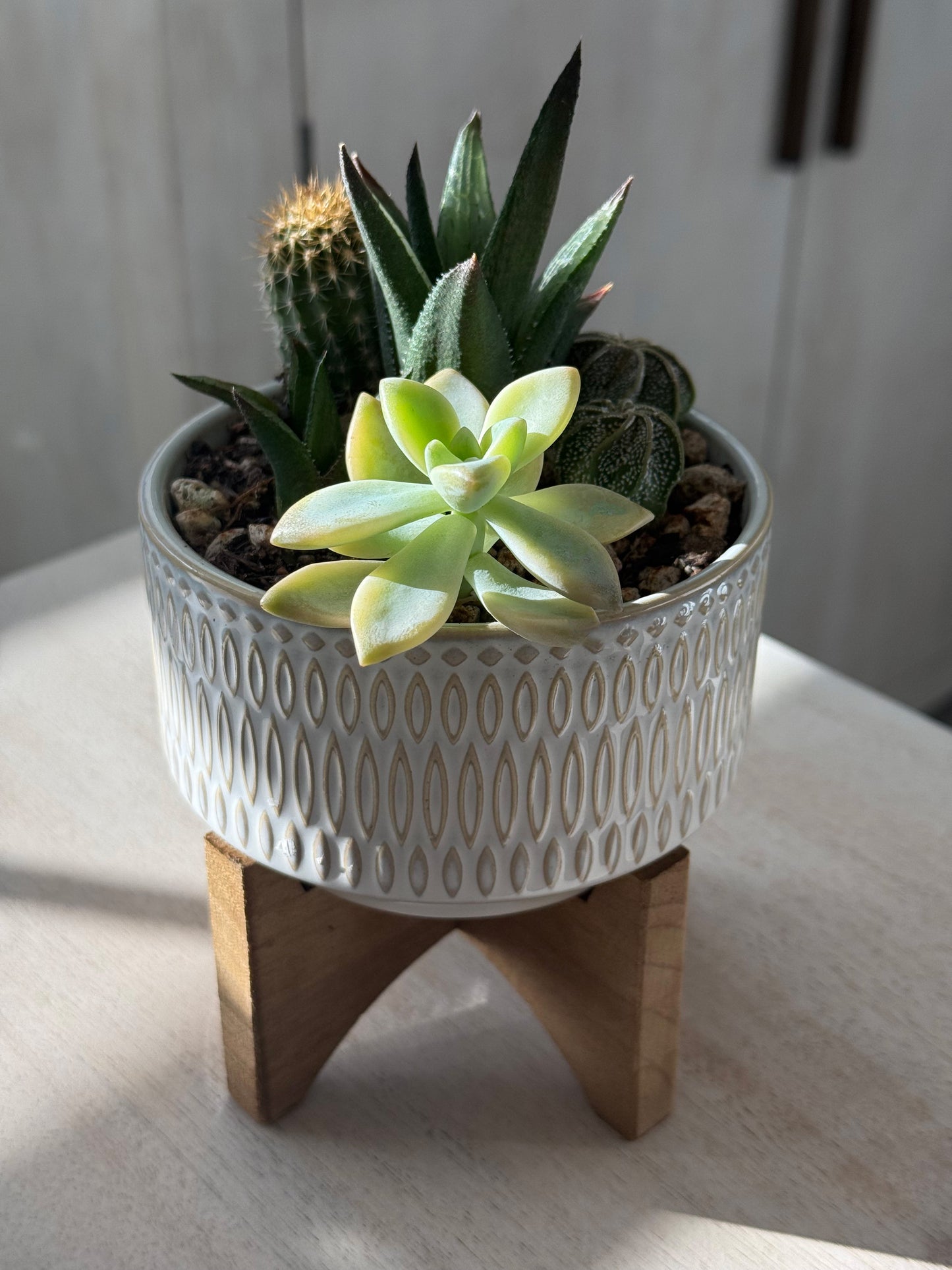 Succulent Description Here